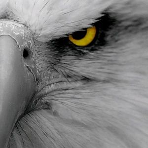 Meet your Posher, Kyle